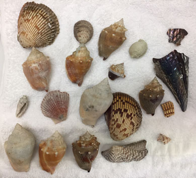 Florida Shells